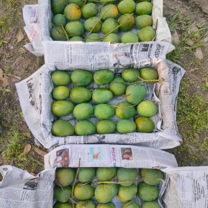 Satkhira  Him Sagor Mango 10 KG